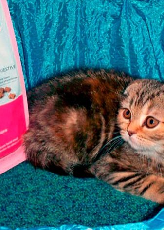 Шотландская вислоухая кошка можно ли кормить сухими кормами