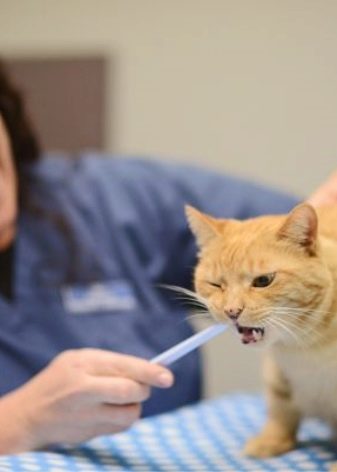 Какой пастой чистить зубы кошке