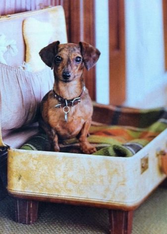 Гладкошерстные породы собак маленьких размеров для квартиры с фото