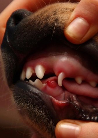 Прорезывание молочные зубы у щенка