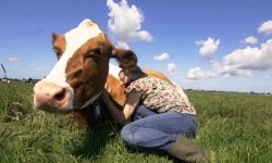 Общение с коровами – новый способ избавления от стресса