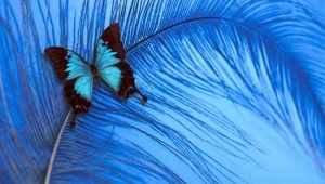 Голубой цвет в психологии: что означает и символизирует?
