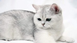 Британские короткошерстные кошки: особенности породы, вариации окраса и правила содержания