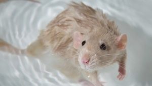Как купать крысу в домашних условиях?