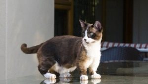 Манчкин: описание породы кошек, виды и содержание