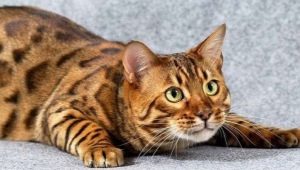 Описание, характер и содержание кошек породы тойгер