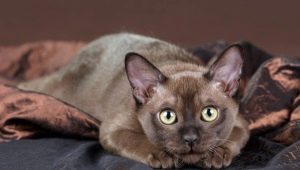 Описание пород шоколадных кошек и их содержание