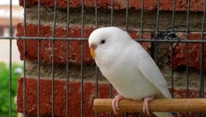 Особенности белых волнистых попугаев