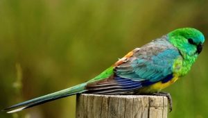 Певчие попугаи: описание, правила содержания и разведения