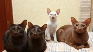 Яванская кошка: как выглядит и как за ней ухаживать?