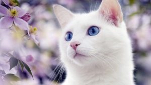 Белые кошки с голубыми глазами: характерна ли для них глухота и какими они бывают?