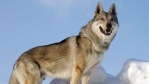 Чехословацкая волчья собака: история происхождения, особенности характера и содержания