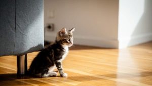 Как приучить кошку к новому дому?