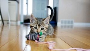 Как сделать игрушку для кошки своими руками? 