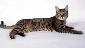 Калифорнийская сияющая кошка: описание породы и правила ухода