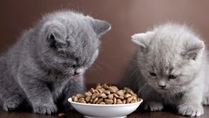 Когда и как можно давать сухой корм котенку?