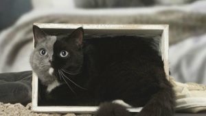Кошки-химеры: как они выглядят, достоинства и недостатки