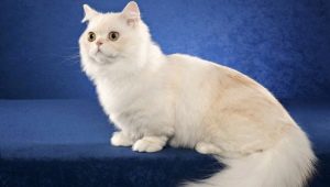 Кошки породы Наполеон: описание и особенности ухода