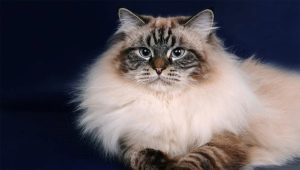 Невские маскарадные кошки: описание породы, особенности содержания