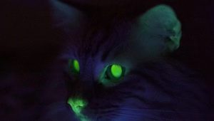 Почему у кошек в темноте светятся глаза?