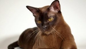 Популярные породы коричневых кошек и котов
