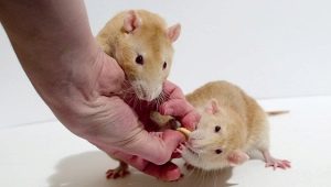 Сколько лет живут крысы и от чего это зависит?