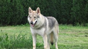 Собаки, похожие на волков: описание пород