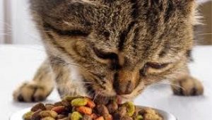 Вреден или нет сухой корм для кошек?