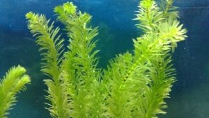 Аквариумное растение элодея: как содержать и ухаживать?