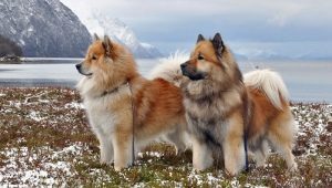 Евразиеры: описание породы собак, темперамент и основы ухода