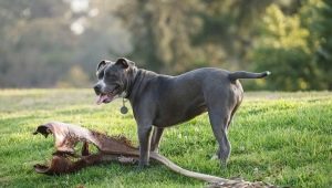 Гладкошерстные породы собак: описание и нюансы ухода