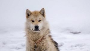 Гренландские собаки: характеристики породы и содержание