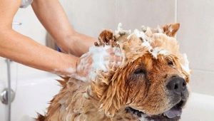 Как мыть собаку? 