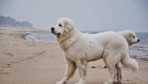 Кувас: описание породы собак, темперамент, уход