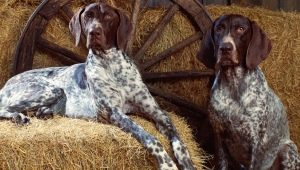 Легавые собаки: описание видов и секреты содержания