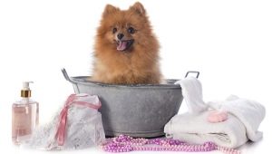 Можно ли мыть собаку человеческим шампунем?