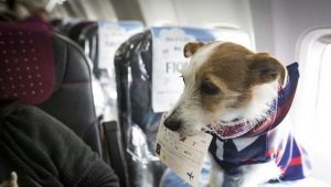 Особенности перевозки собак в самолете