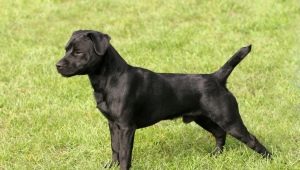 Паттердейл-терьер: описание породы собак и содержане