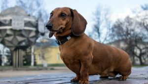 Собаки с короткими лапами: описание пород и нюансы ухода 