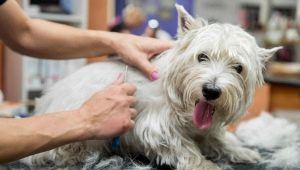 Триммингование собак: что это такое и как выполняется процедура?