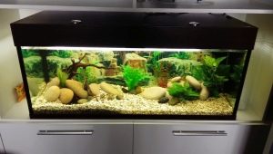 Аквариум 150 литров: размеры, освещение и подбор рыб