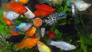 Аквариумные рыбы моллинезии: разновидности, выбор, уход, размножение