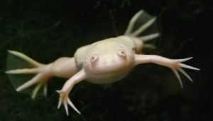 Белая аквариумная лягушка: описание и рекомендации по содержанию