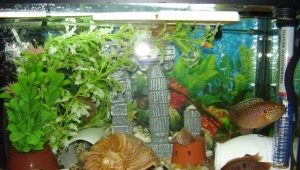 Донный фильтр для аквариума: назначение, плюсы и минусы