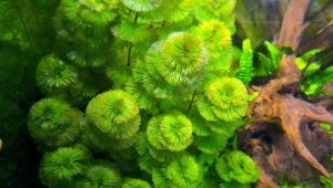 Кабомба: особенности аквариумного растения, содержание и разведение