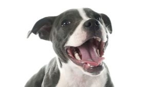 Как определить возраст собаки по ее зубам?