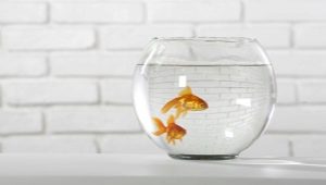 Как ухаживать за золотой рыбкой в круглом аквариуме?