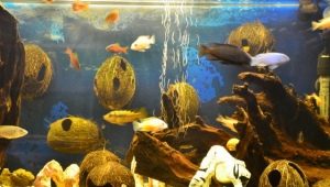 Кокос в аквариуме: как сделать дом для рыб своими руками?