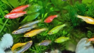 Маленькие аквариумные рыбки: разновидности и выбор