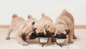 Норма сухого корма для щенков: таблица расчета, кратность и правила кормления